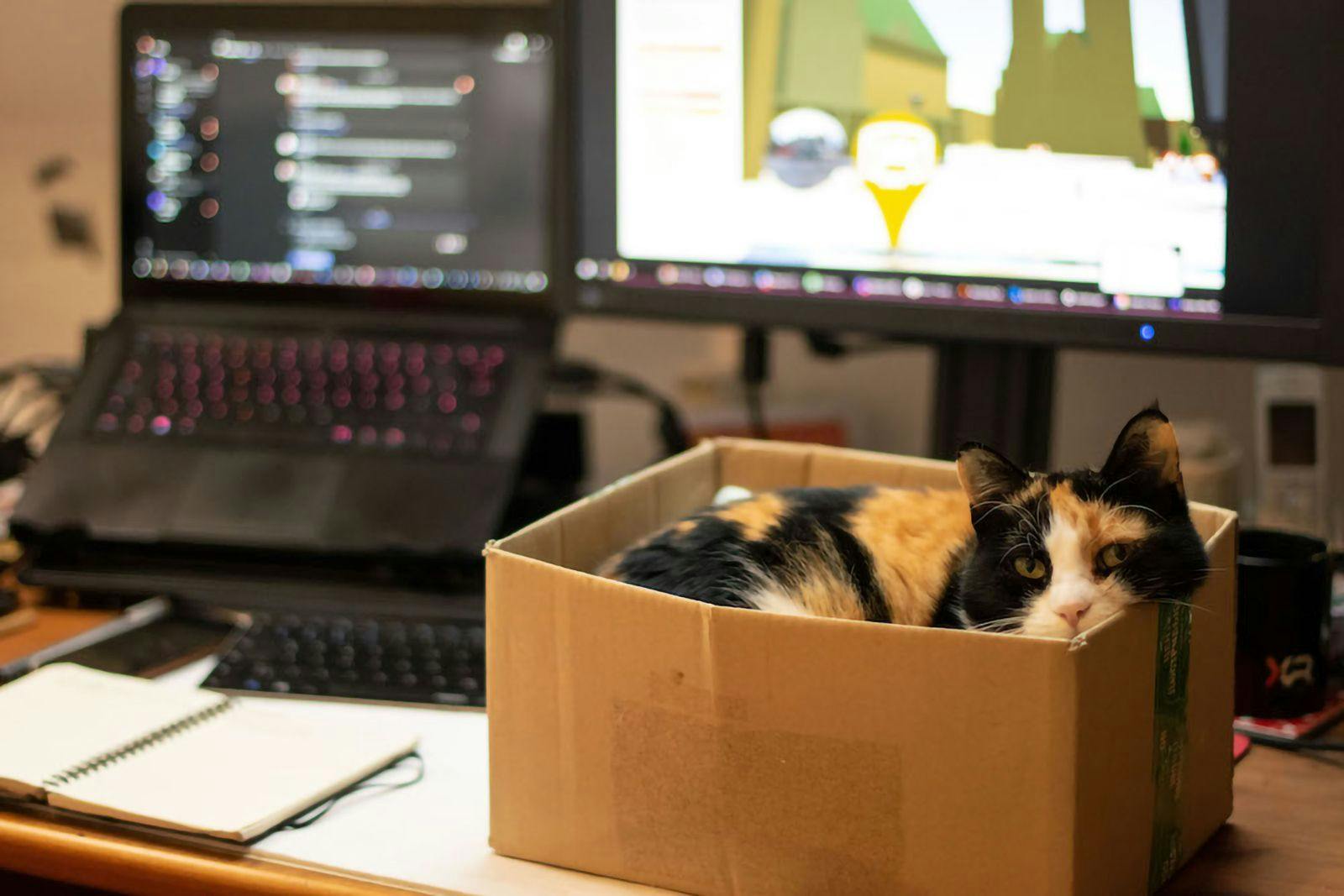 A cat (black, red, and white) sitting in a cardboard box on a desk, with equipment (laptop, keyboard, screen) in the blurry background.