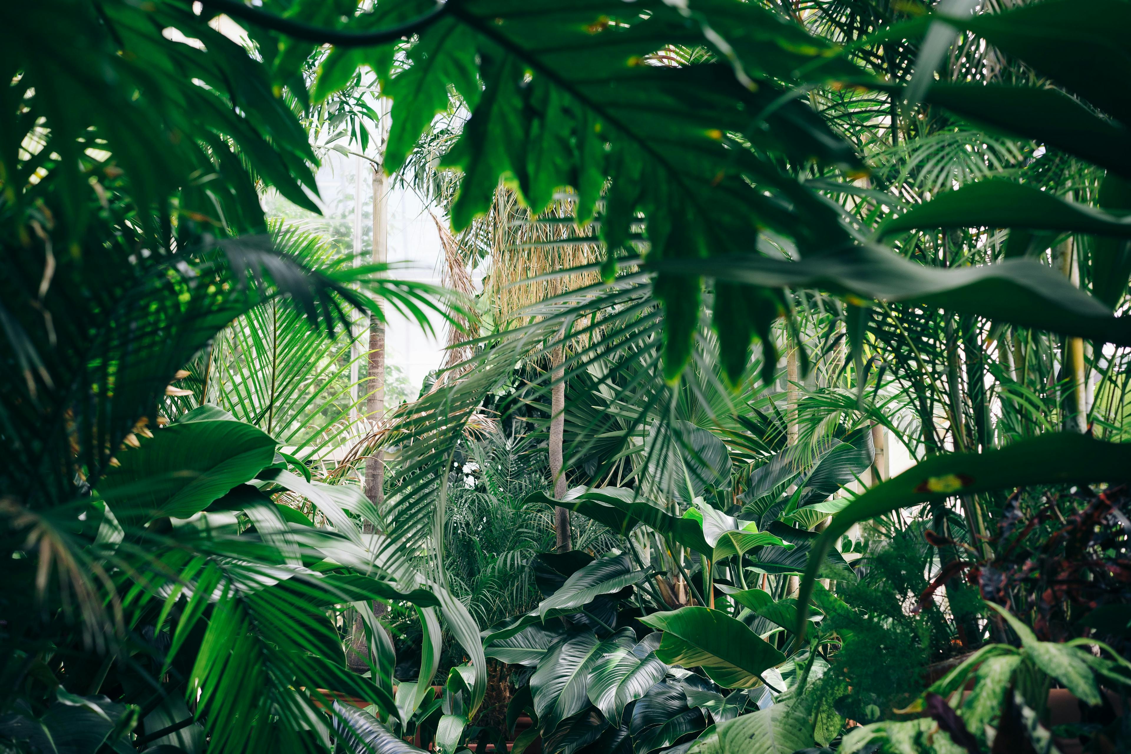 Jungle with plants